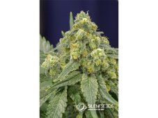 White Widow feminisierte Samen 3 Stück Silent Seeds