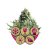 Indoor Mix - feminizované semienka 3ks Royal Queen Seeds