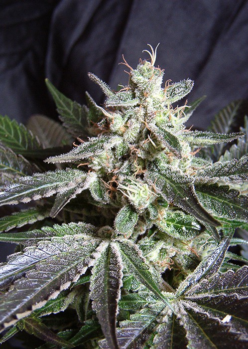 Black Jack Fast Version - feminizované semena 5 ks Sweet Seeds