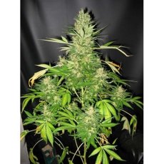 Master Kush x Skunk 18 ks štandardizovaná semienka Mr. Nice