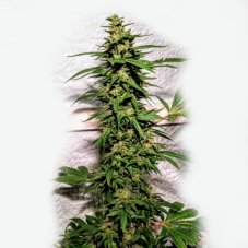 Holy Smoke Seeds Banana Sunrise feminizowane nasiona