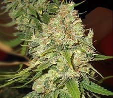 Emerald Triangle Blackberry OG feminizovaná semena