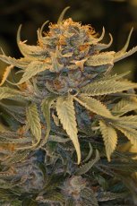 Lost Coast OG - feminizovaná semienka 3ks Humboldt