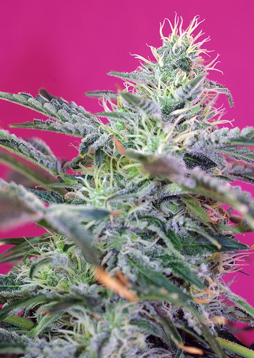 Sweet Chesse Auto – 5 ks autoflowering semien Sweet Seeds