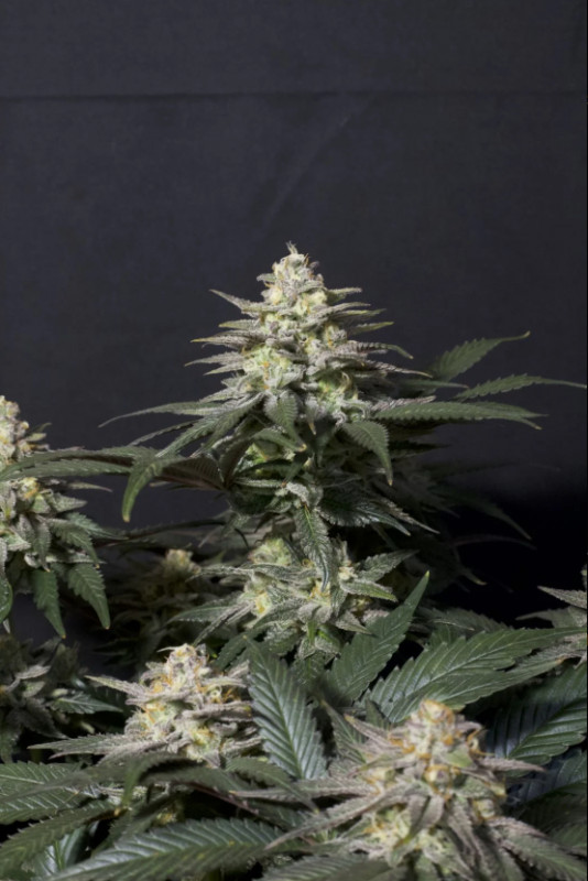 Purple Lemonade FF - feminizovaná semena marihuany 10 ks Fast Buds