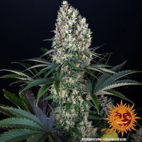 Blueberry OG - feminized marijuana seeds 5 pcs Barney´s Farm