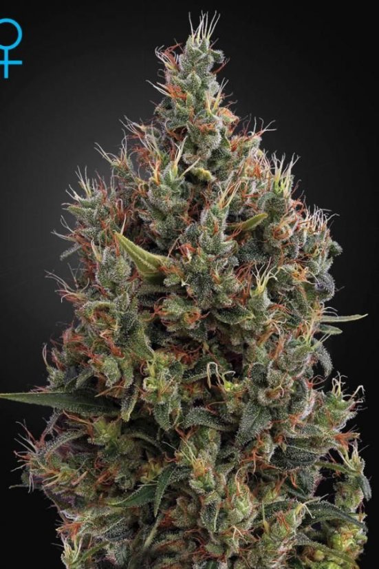 Big Bang Autoflowering - samonakvétací semínka 10 ks Green House Seeds