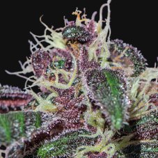 Ayahuasca Purple - Feminized 3 seeds Barney's Farm