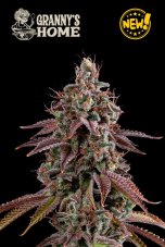 Seedstockers Granny's Home feminisierte Hanfsamen
