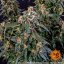 Strawberry Cheesecake Auto - autoflowering semena marihuany 10 ks Barney´s Farm