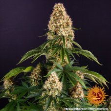 Orange Sherbert - feminized marijuana seeds 3 pcs Barney's Farm