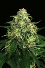 Mango Cream - gefeminiseerde zaden, 3 stuks, exotisch zaad
