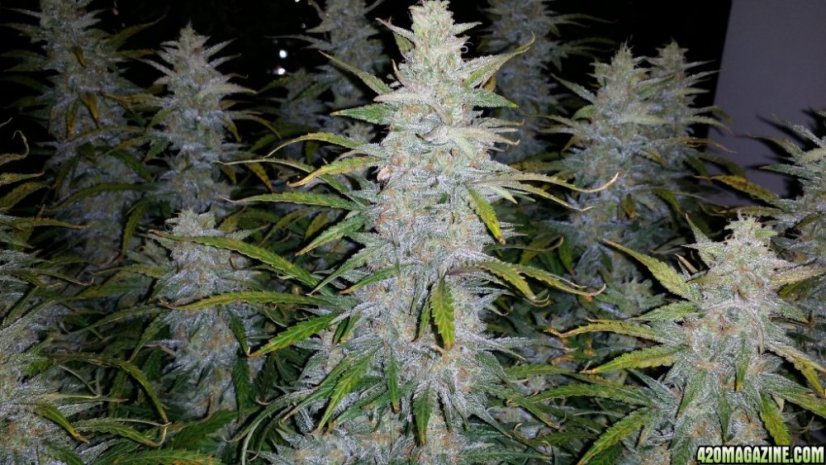 Royal Haze Automatic - fem. a autoflowering semienka 3ks Royal Queen Seeds