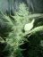 OG Kush - feminizovaná semienka 5ks Humboldt