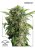 AutoDaiquiri Lime® - fem. And self-sacrificial seeds of 7 Dutch Passion