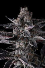 Paradise Seeds x Compound Genetics New Money feminisierte Samen, 7 Stk.