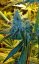 Mr Nice G13 x Hash Plant 10 ks štandardizované feminizované semená Sensi Seeds