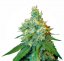 Jack Herer - semená 5 ks feminizovaných semien Sensi Seeds