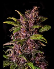 Crystal Meth Auto - automatycznie kwitnące nasiona marihuany 5 szt Fast Buds