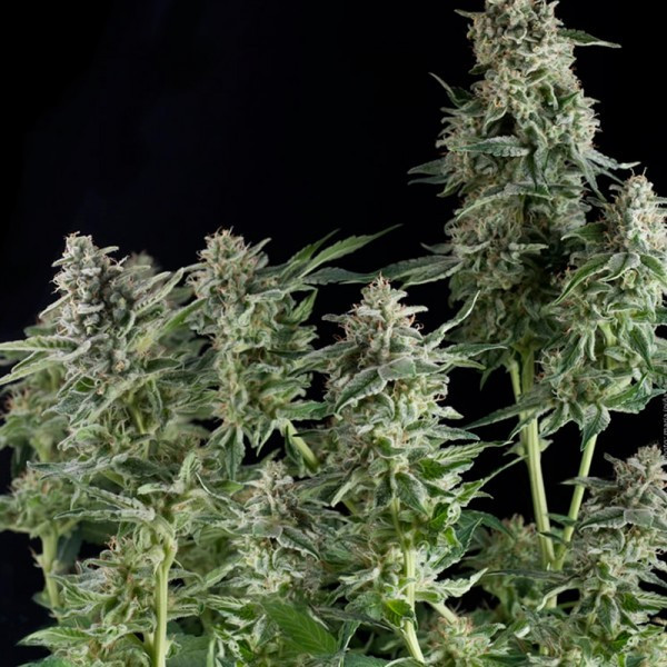 CBD Northern Lights - feminizovaná semena 5 ks Pyramid Seeds