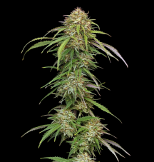 Humboldt Seed Company Ed Rosenthal's Super High Life feminizovaná semena
