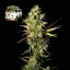 The White OG - feminized cannabis seeds 10pcs, Seedsman