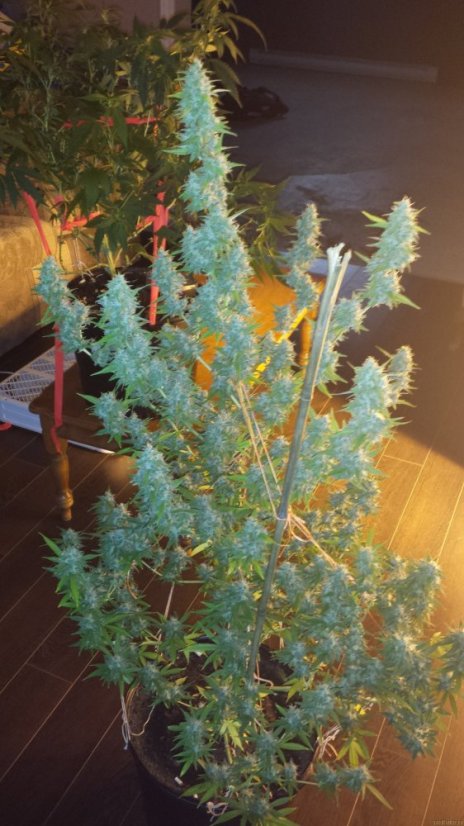 Critical Kush – feminizovaná semena 10 ks Barney´s Farms