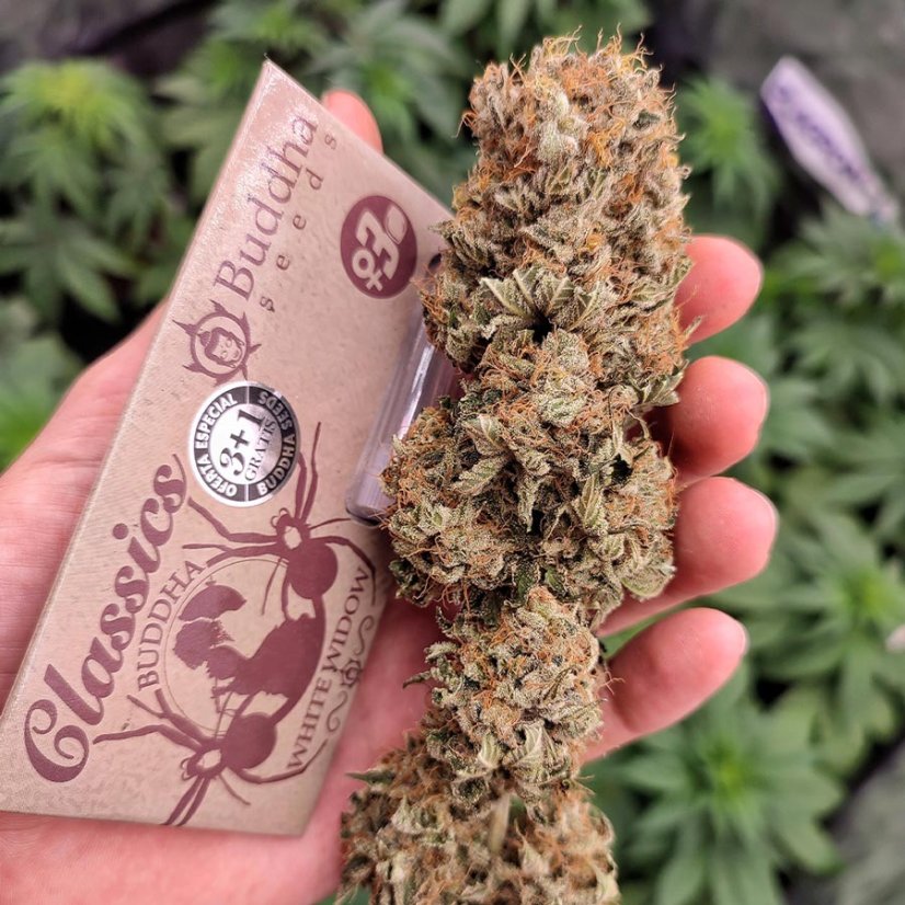 Buddha White Widow, 3 ks, Buddha Seeds
