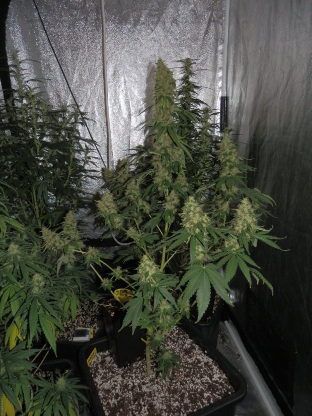 Haze Berry - feminizované semená 5 ks Royal Queen Seeds