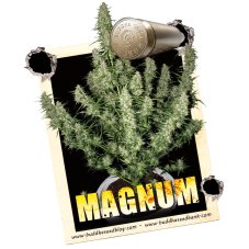 Magnum auto - feminizované semená, 3 ks, Buddha Seeds