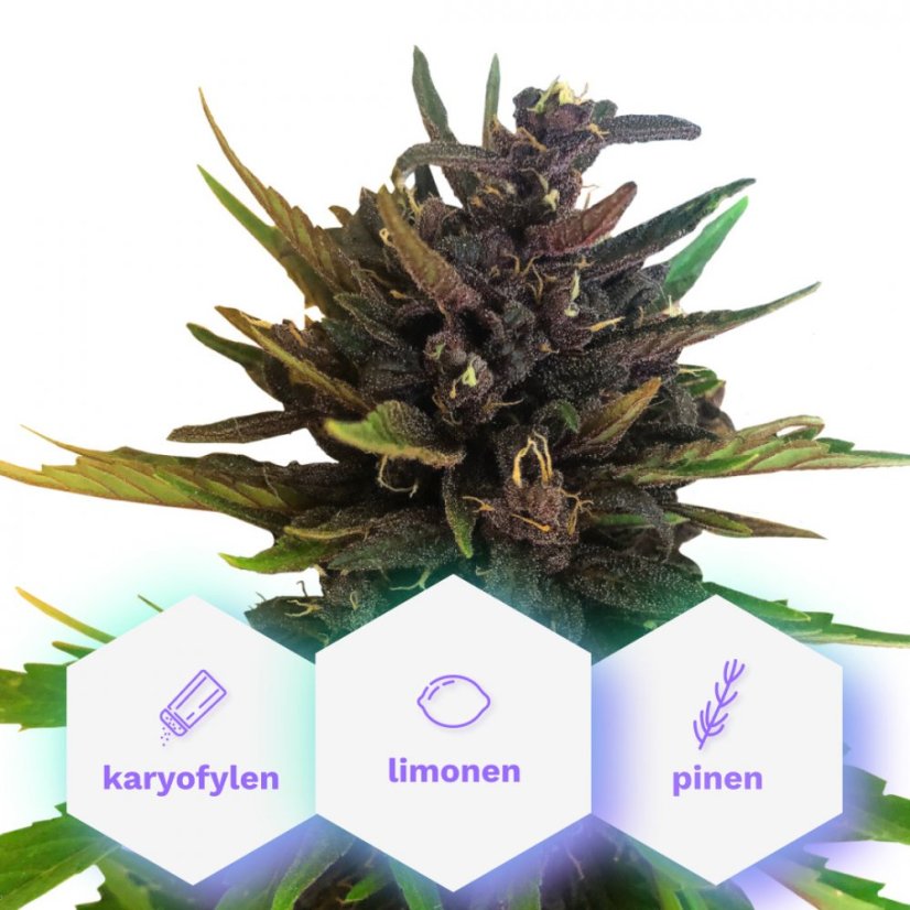 Auto Purple CBD - samonakvétací semínka Cannapio Premium 3 ks