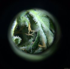 Amnesia XXL Auto - feminisierte Samen 5 Stück Dinafem
