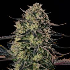 Silent Seeds Alien Gas XXL Auto samonakvétací semena