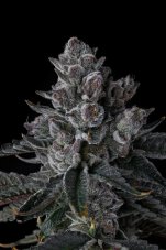 Paradise Seeds x Compound Genetics Old Money feminizowane nasiona, 7 szt.