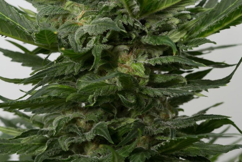Sour Diesel Auto - fem. a autoflowering semienka 3ks Dinafem