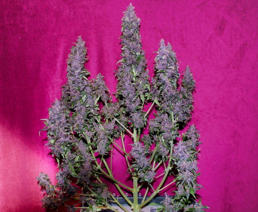 Purple Punch samonakvétací semena 5 ks Seedstockers