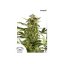 PolarLight  3®- autoflowering semienka 7ks Dutch Passion