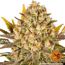 Banana Punch - feminizované semienka 3 ks, Barney´s Farm