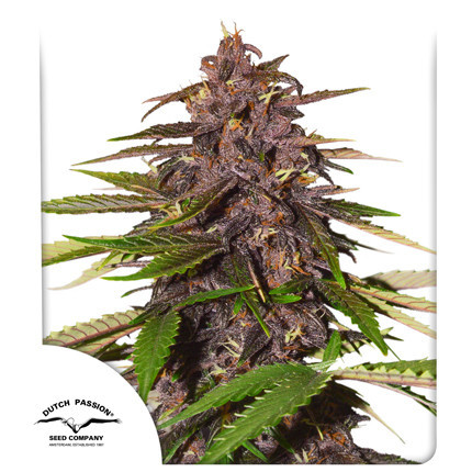 Auto Forbidden Cherry - autoflowering semená 7ks, Dutch Passion