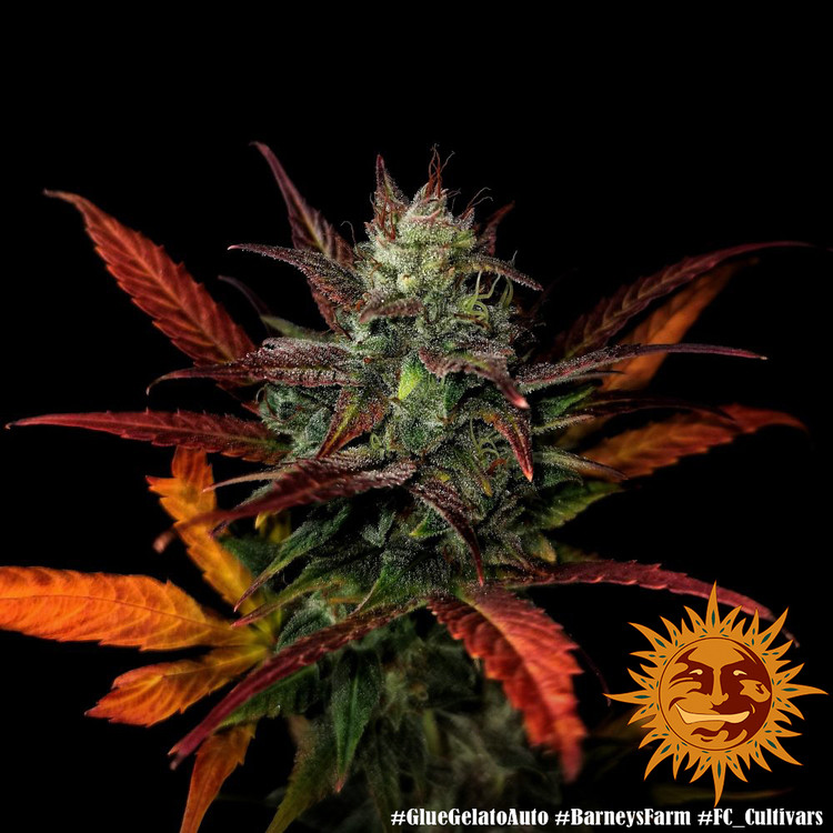 Glue Gelato Auto - autoflowering semena marihuany 5 ks Barney´s Farm