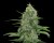 Veneno – 3ks feminizovaná semena Eva Seeds
