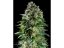 Corkscrew Auto - autoflowering 10pcs Royal Queen Seeds x Mike Tyson