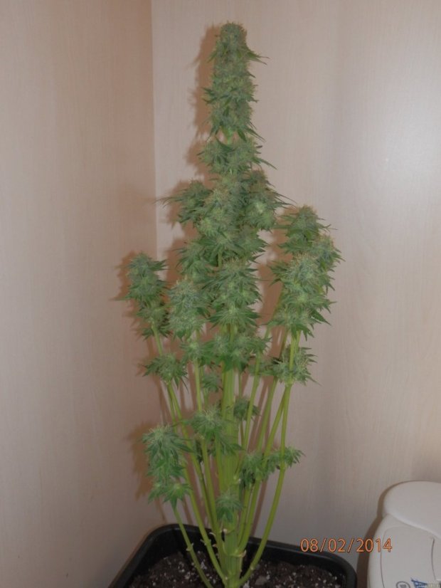 Fruit Spirit - feminizovaná semínka 5 ks Royal Queen Seeds