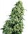 Skunk n.1 - nasiona feminizowane 25 szt Sensi Seeds