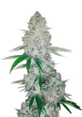 Glue Auto (dříve Gorilla Glue Auto) - samonakvétací semínka Fast Buds 5ks