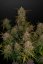 Lemon AK Auto - autoflowering marijuana seeds 5 pcs Fast Buds