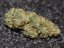 Northern Lights samonakvétací semena 5 ks Seedstockers