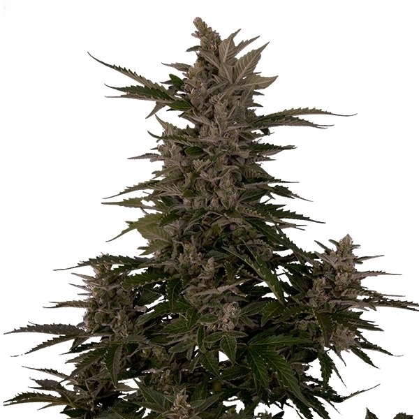 Royal Critical Automatic - samonakvétací semínka 3 ks Royal Queen Seeds