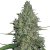 G13 Haze – regulérní semena 10 ks Barney's Farm