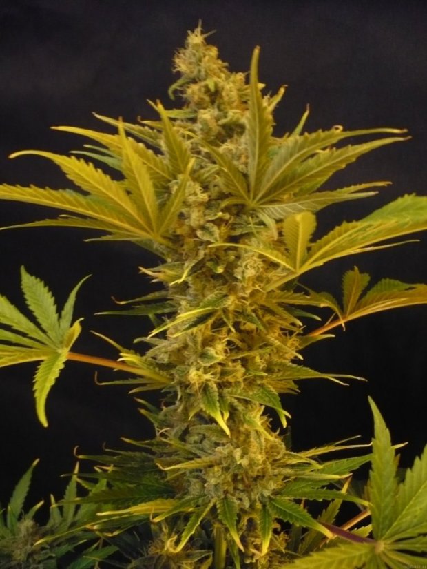 Northern Lights Automatic - feminizované a autoflowering semienka 3ks Sensi Seeds